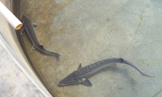 鱘龍魚怎么家養