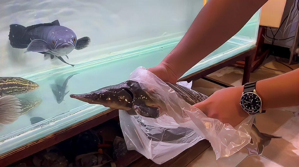 鱘龍魚怎么家養