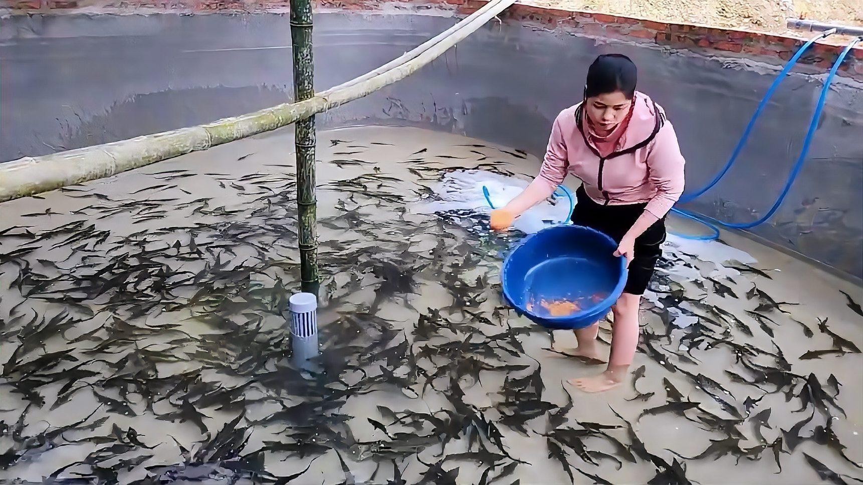 鱘龍魚怎么家養