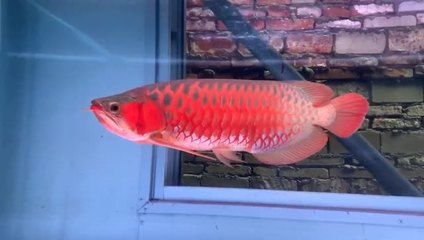 福建魚缸sianlon祥龍魚場（祥龍魚場觀賞魚價格表）