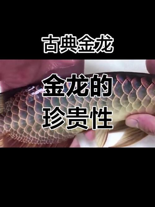 古典金龍中哪些品種最稀有？