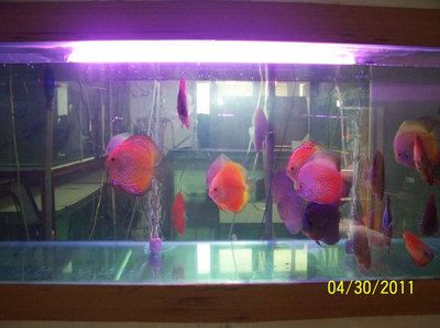 龍魚的繁殖過程需要滿足一定的條件和注意條件和注意細(xì)節(jié)：淺談龍魚的繁殖方式以及育苗要點(diǎn)