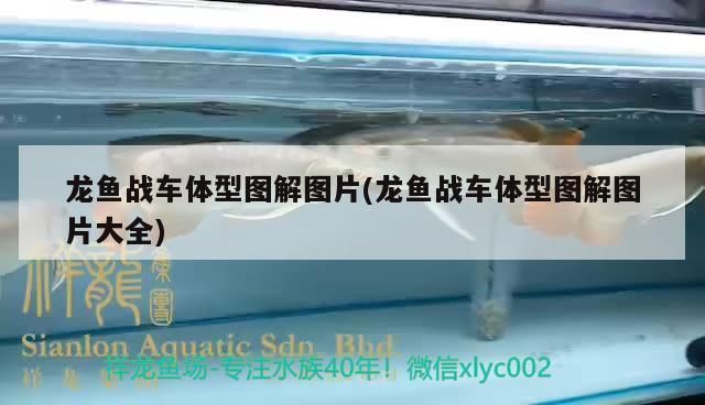 龍魚里面的戰(zhàn)車指的什么：戰(zhàn)車龍魚的品級評定標準，戰(zhàn)車龍魚的文化寓意
