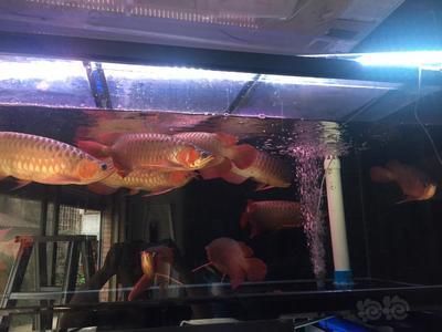 龍魚里面的戰(zhàn)車指的什么：戰(zhàn)車龍魚的品級評定標準，戰(zhàn)車龍魚的文化寓意
