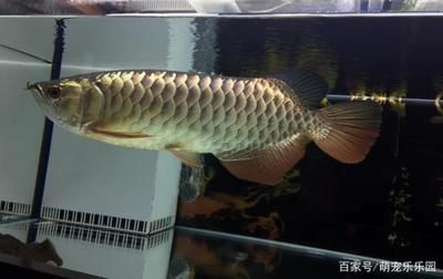 養龍魚開缸需要加鹽嗎：養龍魚開缸時需要加鹽嗎
