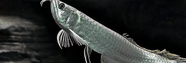 銀龍魚喂食小魚要注意什么呢