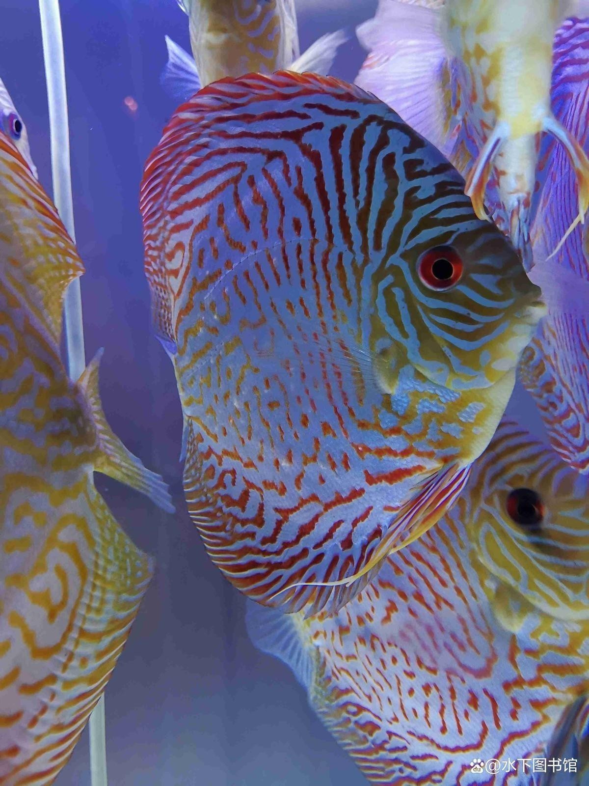 龍魚(yú)有白點(diǎn)病怎么辦啊