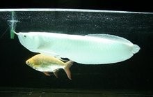 雪龍魚是海魚嗎還是河魚