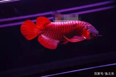 紅龍魚養不紅：紅龍魚養不紅的主要原因