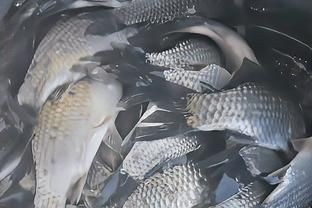 藍刀魚是什么魚