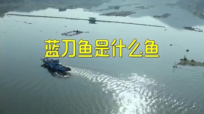藍刀魚是什么魚
