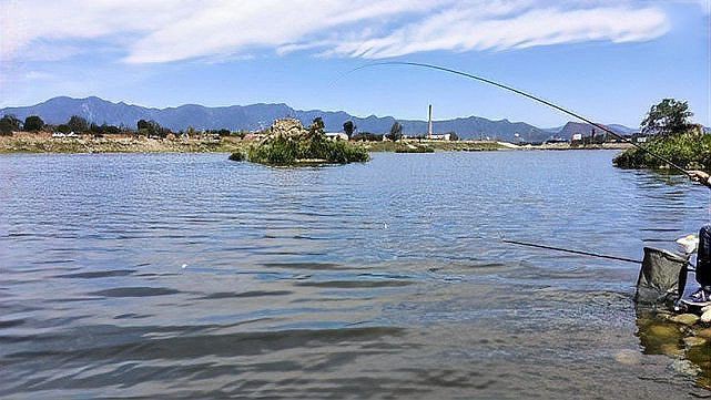 藍刀魚是什么魚