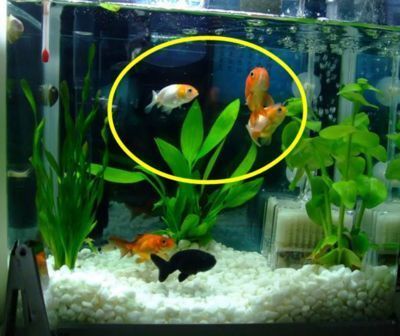 紅龍魚與五行相生相克關系，根據五行生克理論