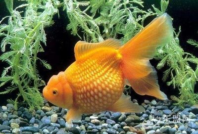 紅龍魚與五行相生相克關(guān)系，根據(jù)五行生克理論