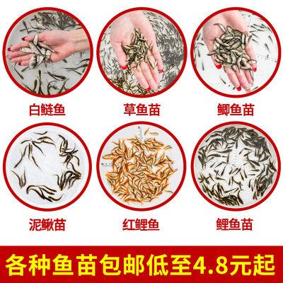 龍魚喂飼料好還是魚好一點(diǎn)：龍魚飼料與活餌的營(yíng)養(yǎng)對(duì)比，