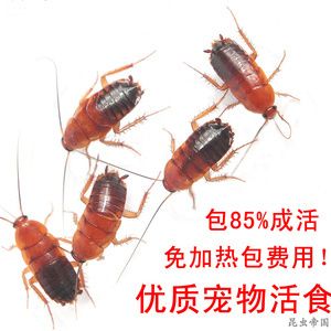 龍魚喂飼料好還是魚好一點(diǎn)：龍魚飼料與活餌的營(yíng)養(yǎng)對(duì)比，