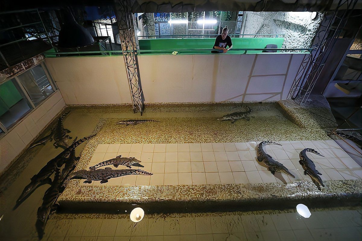 恐龍魚可以養幾條