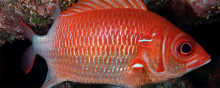 龍魚爛尾會自愈嗎？