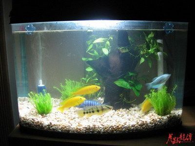 龍魚不在水面游是怎么回事？（龍魚不在水面游可能有多種原因，解決方法和解決方案）