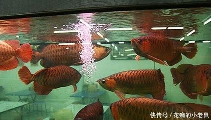 紅龍魚怎么混養才漂亮：紅龍魚混養的技巧