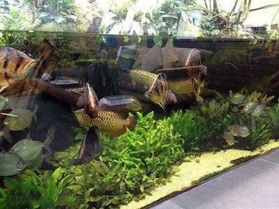 養龍魚和虎魚有什么講究嘛視頻