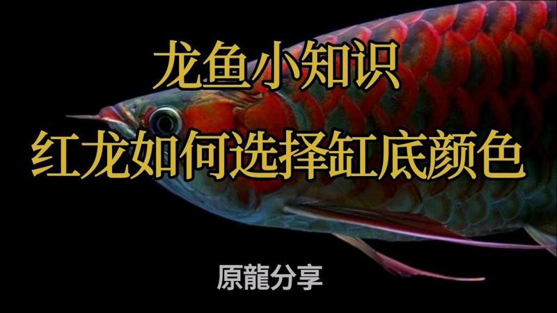 紅龍藍底和綠底哪個更適合新手