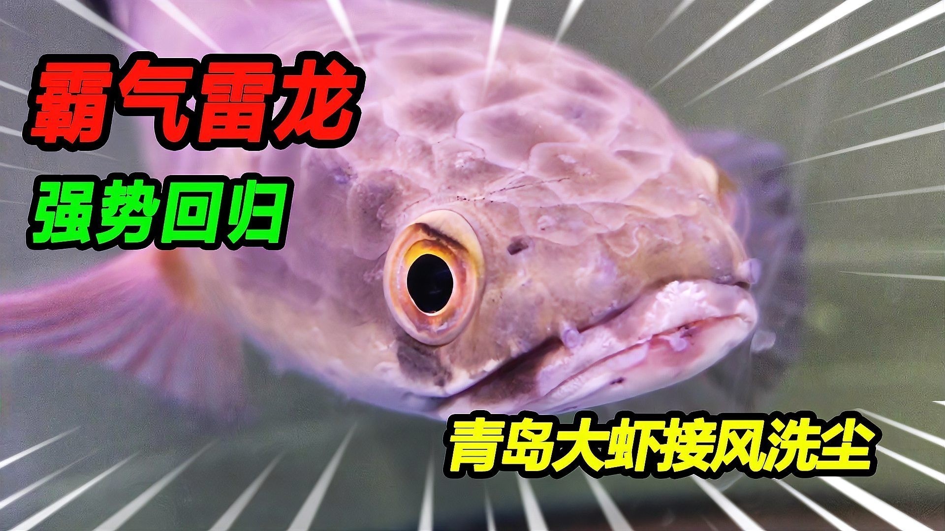 黑魔神和龍魚混養
