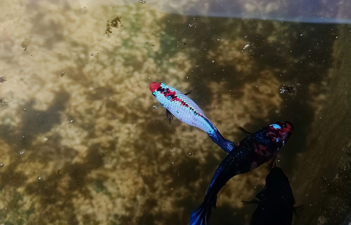 黑魔神和龍魚混養(yǎng)