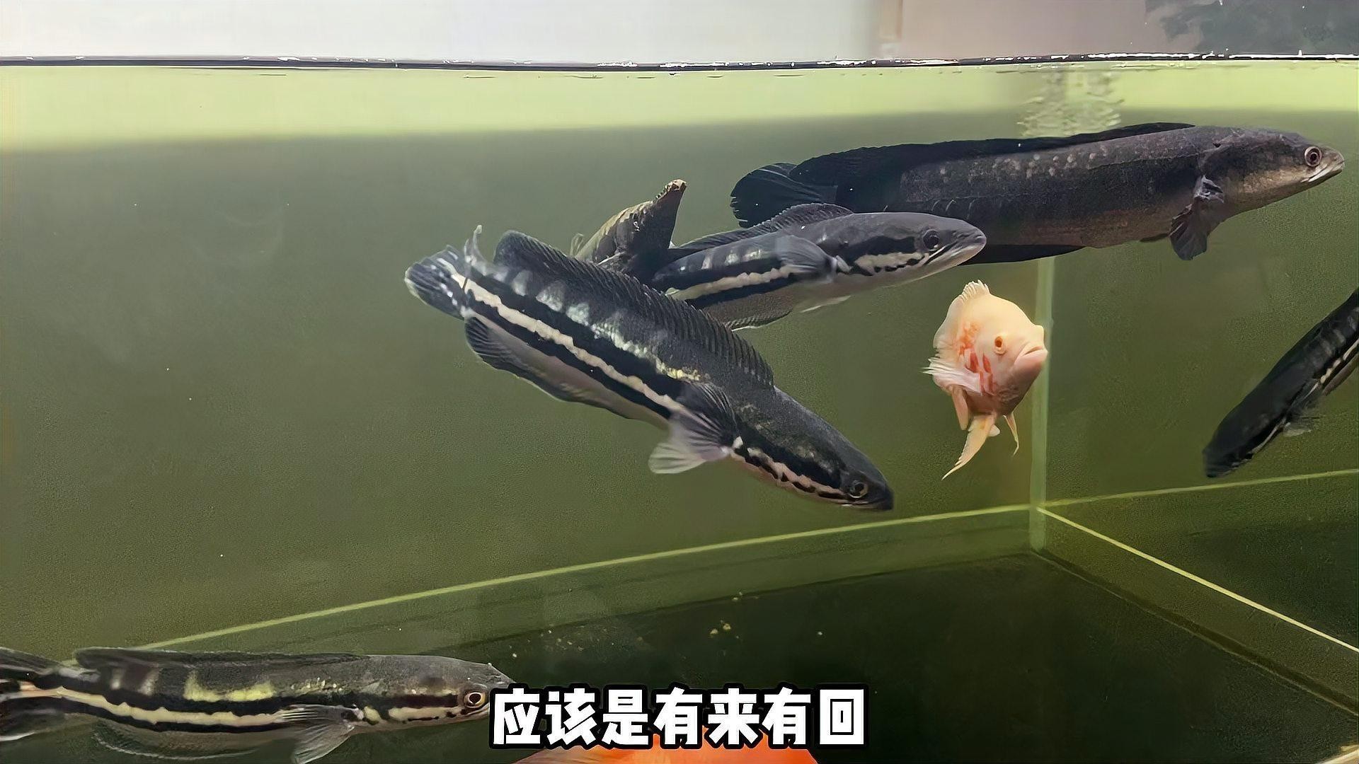黑魔神和龍魚混養(yǎng)