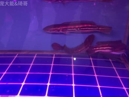黑魔神和龍魚混養(yǎng)