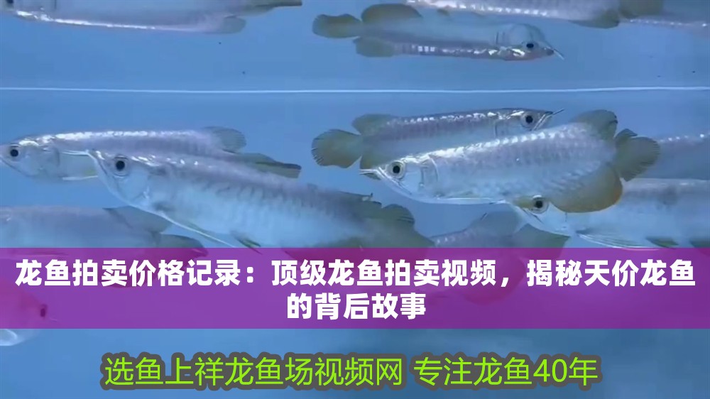 龍魚拍賣價格記錄：頂級龍魚拍賣視頻，揭秘天價龍魚的背后故事