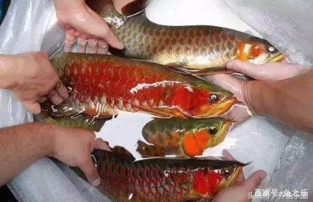 如何挑選紅龍魚幼魚呢（如何挑選優質的紅龍魚幼魚）