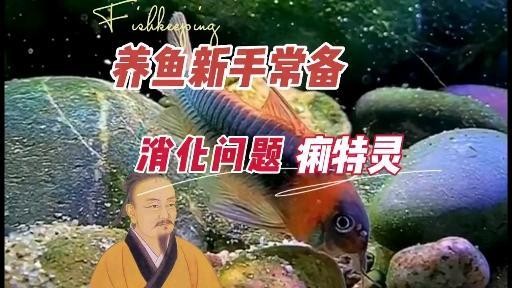 龍魚腸炎有哪些治療方法？