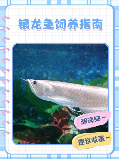 銀龍魚喂養方法圖解