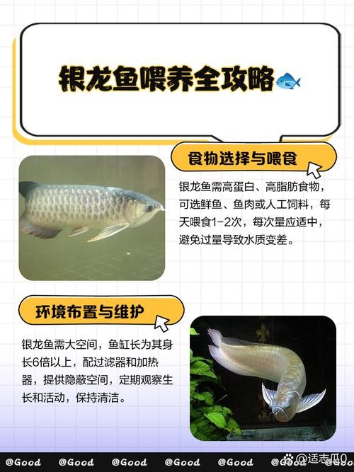 銀龍魚喂養方法圖解