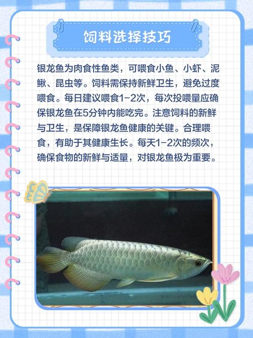 銀龍魚喂養方法圖解