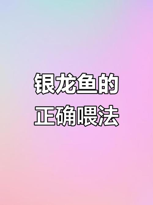銀龍魚喂養方法圖解