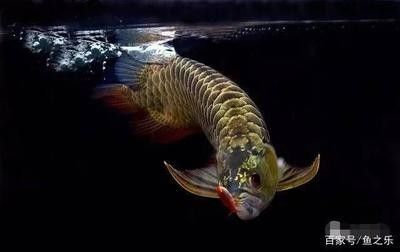 龍魚餓了好幾個(gè)月怎么開食：龍魚出現(xiàn)長(zhǎng)時(shí)間的饑餓狀態(tài)怎么辦？