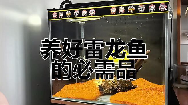 養殖龍魚需要哪些設備？