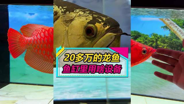 養殖龍魚需要哪些設備？