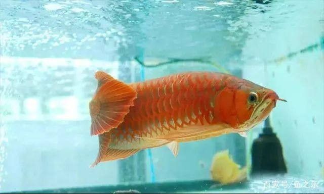 龍魚的顏色是自然的還是后天的呢圖片：如何通過飼養(yǎng)技巧改善龍魚的顏色