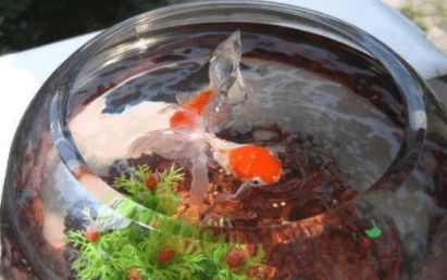 龍魚(yú)缸換水后水體發(fā)白怎么回事：龍魚(yú)缸換水后水體發(fā)白怎么辦