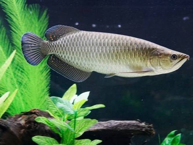 澳洲龍魚圖片大全高清