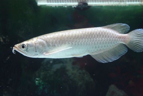 澳洲龍魚圖片大全高清
