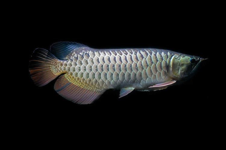 澳洲龍魚圖片大全高清