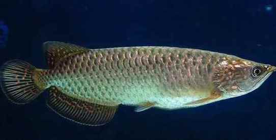 澳洲龍魚圖片大全高清