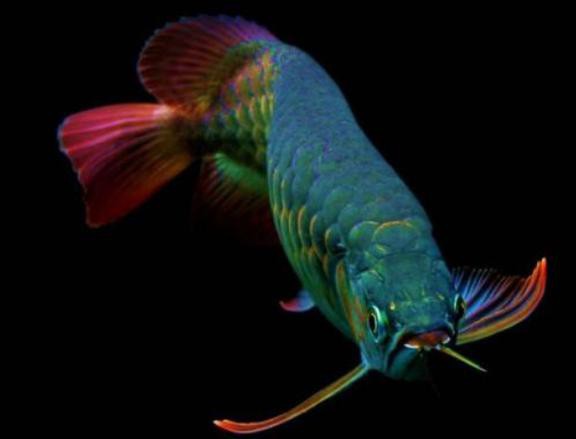 澳洲龍魚圖片大全高清