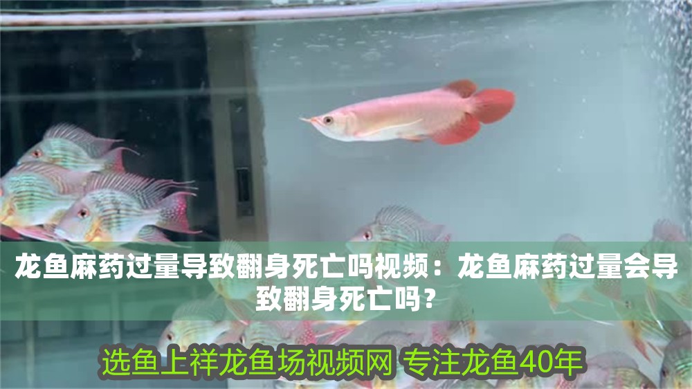 龍魚麻藥過量導致翻身死亡嗎視頻：龍魚麻藥過量會導致翻身死亡嗎？