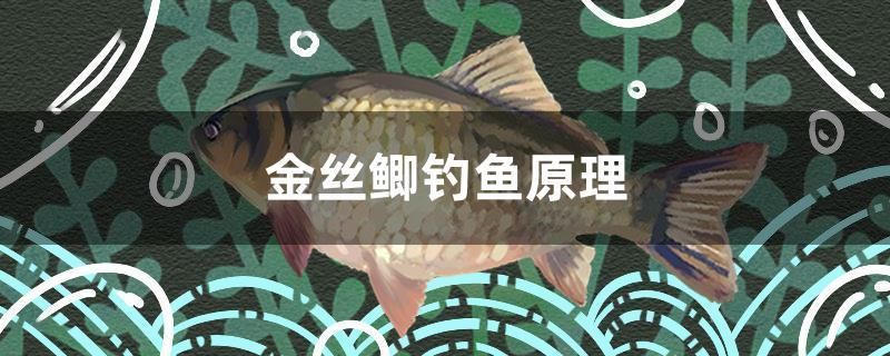 金絲鯽釣魚原理 金絲鯽釣魚原理 龍魚百科