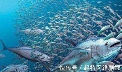 龍魚水的ph太低怎么辦（養龍魚水質ph值低怎么辦）